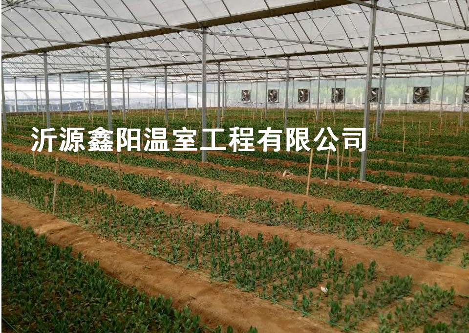 養(yǎng)殖大棚