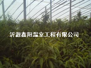 養(yǎng)殖大棚