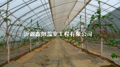 養(yǎng)殖大棚