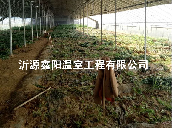養(yǎng)殖大棚